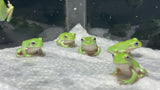 Blue Phase White Tree Frog (Captive Bred) whilst stock last!