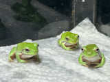 Blue Phase White Tree Frog (Captive Bred) whilst stock last!