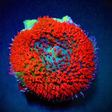 St Thomas Mushroom Coral
