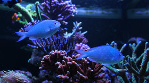 chromis in a sps dominant reef tank