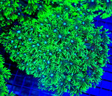 Green metallic Goniopora Colony LPS