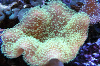 Green toadstool leather coral soft coral