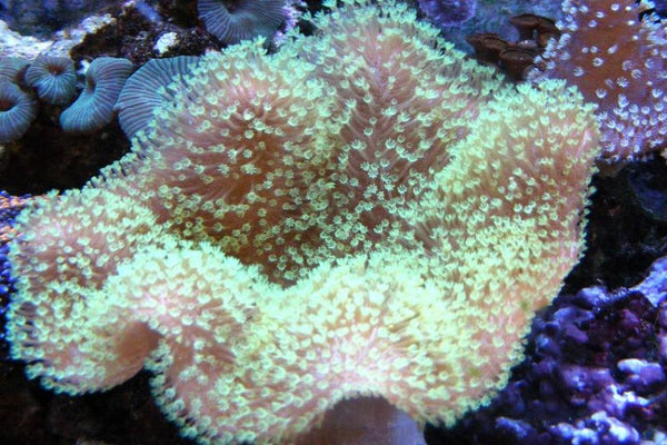 Green toadstool leather coral soft coral