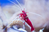 Fire Shrimp (Lysmata debelius)