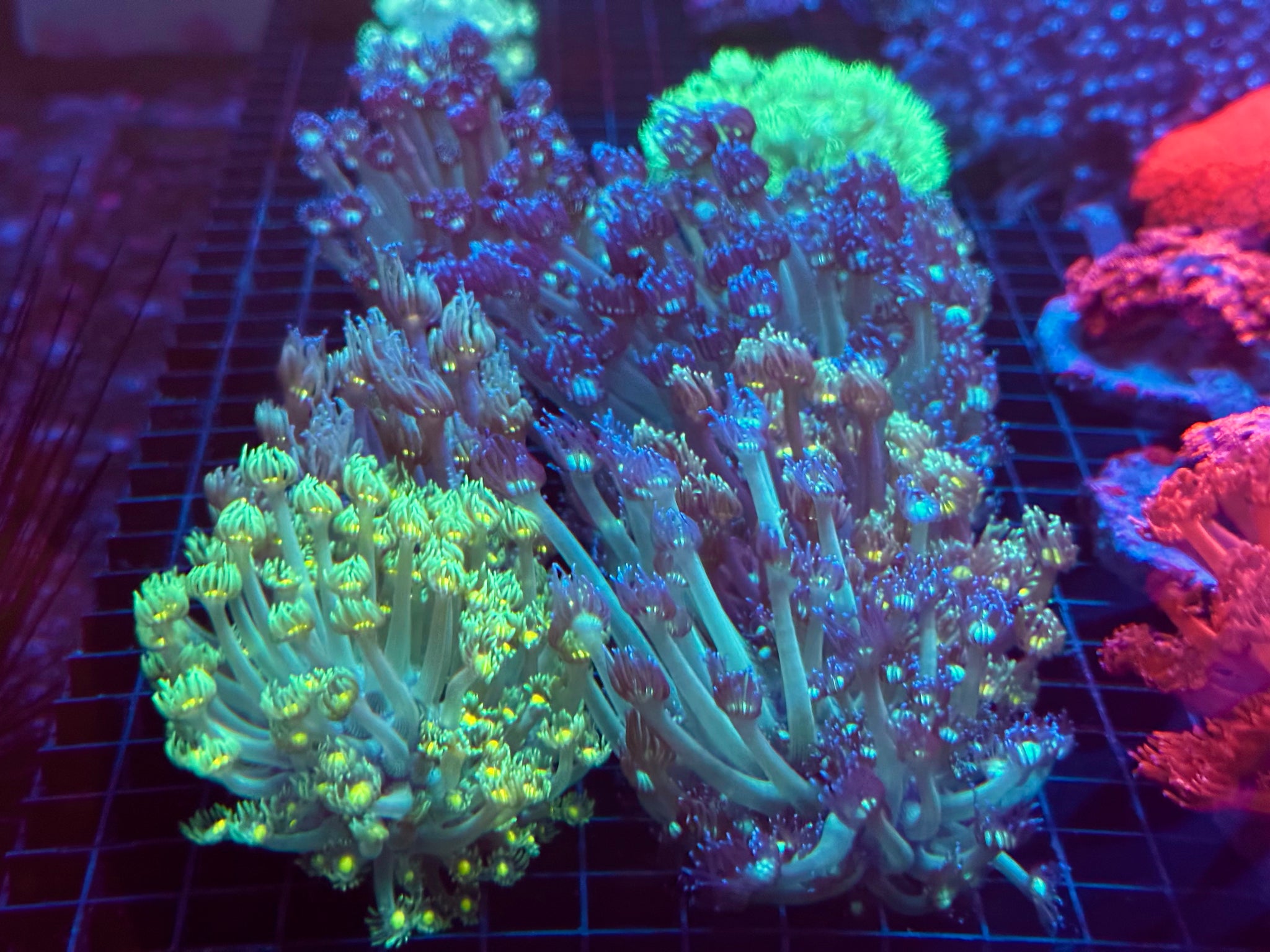 Live Corals – IwarnaOnline