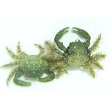 Emerald Crabs (Bubble algae eater)