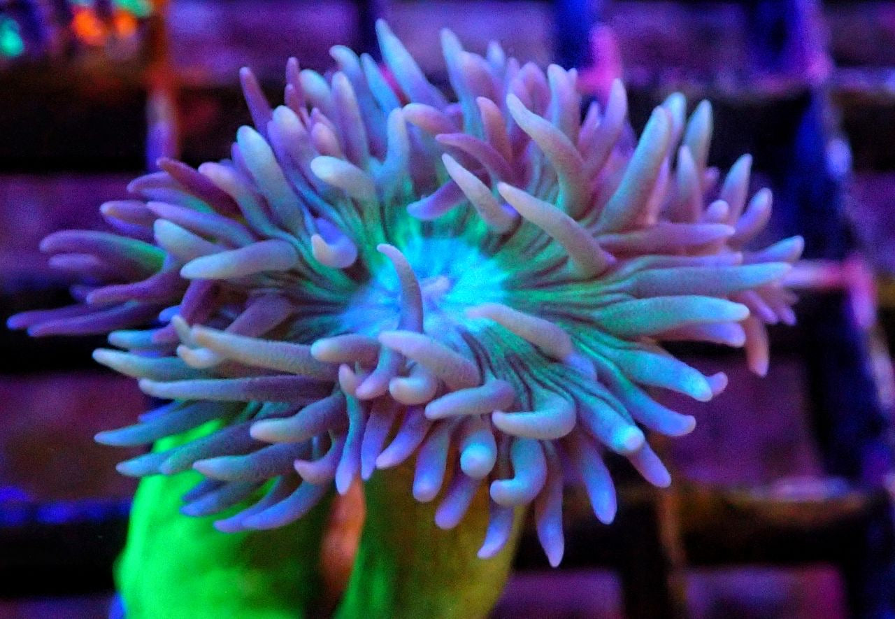 Live Corals – IwarnaOnline