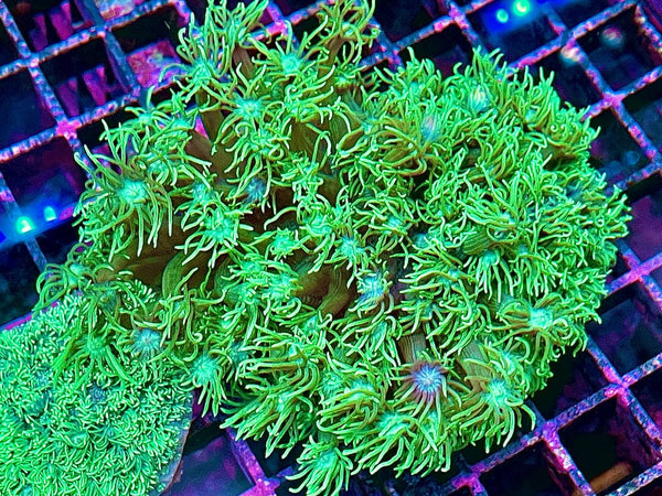 Green blue mouth Goniopora Colony LPS