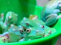 Blue Phase white tree frog (captive Bred)