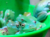 Blue Phase white tree frog (captive Bred)