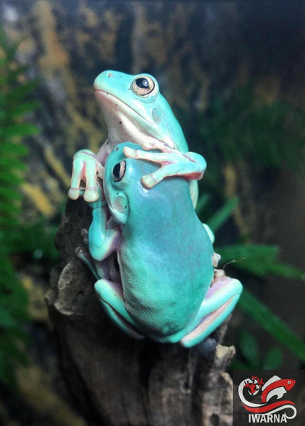 Blue Phase white tree frog (captive Bred)
